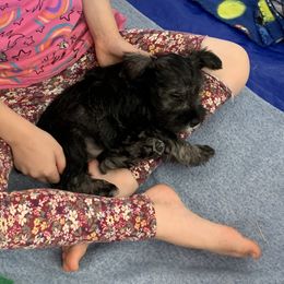 Miniature Schnauzer Puppies from Lindow Schnauzers