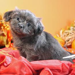 Tum Tum - Blue male Mi-Ki puppy in Wales, Wisconsin from Phantastic Mi-kis