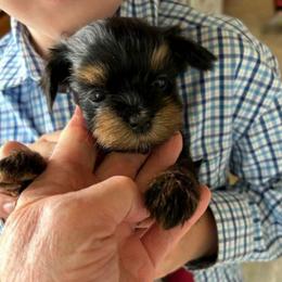Girl 2 - Black and tan female Havanese puppy in Melba, Idaho from Lawson Havanese
