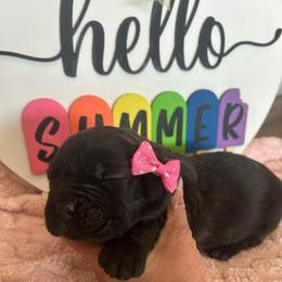 Light pink collar - Black brindle female Cane Corso puppy in Tucson, Arizona from Cane Corso Friends