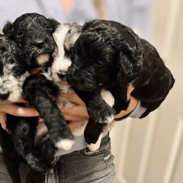 Aussiedoodle Puppies from Avery's Aussiedoodles