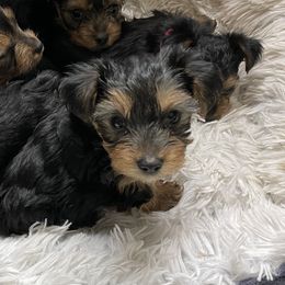 Yorkshire Terriers from Jasper’s Yorkshire Terriers