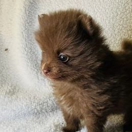 Pomeranians from Pride Poms