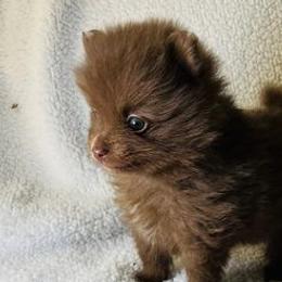 Pomeranians from Pride Poms