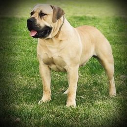 Bentley - Boerboel