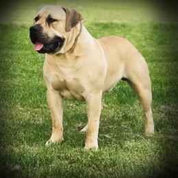 Bentley - Boerboel