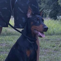 White Girl - Black and rust female Doberman Pinscher puppy in Knox, Indiana from Double River Dobermans
