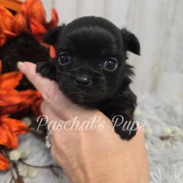 Cayenne - Black and white female Chihuahua puppy in Bowdon, Georgia from Paschal's Pups