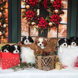 Cavalier King Charles Spaniel Puppies from Royalheart Cavalier King Charles