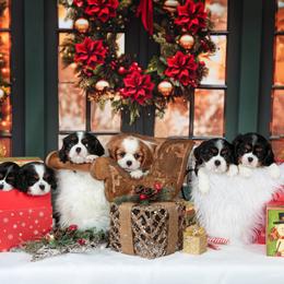 Cavalier King Charles Spaniel Puppies from Royalheart Cavalier King Charles