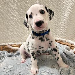 Dark Blue - White and black male Dalmatian puppy in Phoenix, Arizona from Black & White Pack Dogs