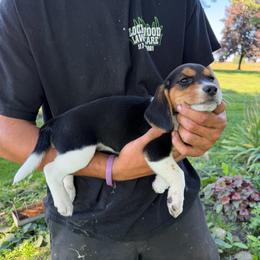 Girl 3 - Black fawn and white female Beagle puppy in Hudson, Michigan from Bachman’s Kennel