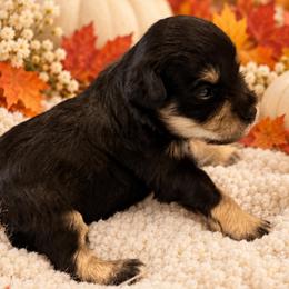 Enzo - Black and silver male Miniature Schnauzer puppy in San Augustine, Texas from My Little Schnauzer Pals
