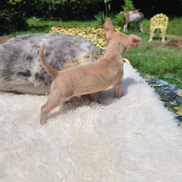 Chihuahua Puppies from Lemon's Full of Flaws Chihuahuas