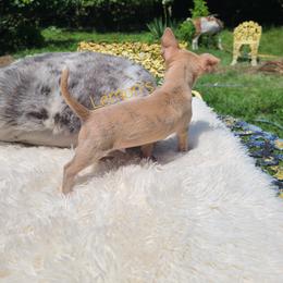 Chihuahua Puppies from Lemon's Full of Flaws Chihuahuas