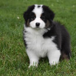 April - Black tri-color female Australian Shepherd puppy in Easton, Missouri from MMA Kennel