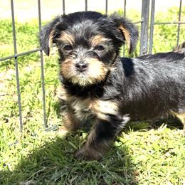 Benny - Black & tan tri-color male Morkie puppy in Decatur, Texas from Melanie's Morkies