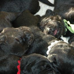 "Vince x Kelly Litter" Labrador Retriever Puppies from ReiMur Labradors