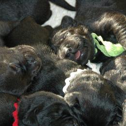 "Vince x Kelly Litter" Labrador Retriever Puppies from ReiMur Labradors