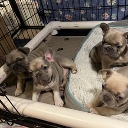 French Bulldog Puppies from Zoey's Dynasty French Bulldogs