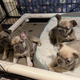 French Bulldog Puppies from Zoey's Dynasty French Bulldogs