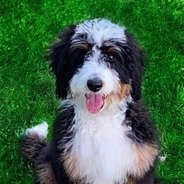 Beto - Bernedoodle