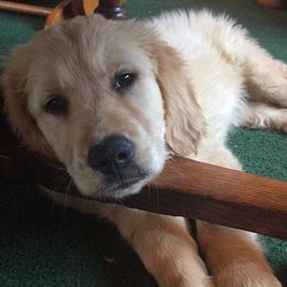 Golden Retrievers from Golden Kingdom