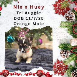 Orange male - Black and tan male American Corgi puppy in Campbellsburg, Indiana from Kates Corgis