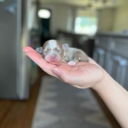 Girl 3 - Blue and white female Chihuahua puppy in North Ridgeville, Ohio from Happy Pups