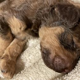 Ruger - Sable male Poodle puppy in Mechanicsburg, Pennsylvania from Ashton’s Standards