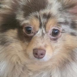 Dapple - Pomeranian