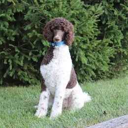 Sybil - Aussiedoodle