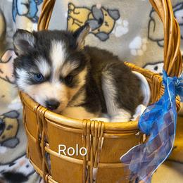 Rolo - Black and white male Pomsky puppy in Blackfoot, Idaho from Snake River Pomskys