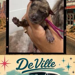 Da Ville - Merle female Goldendoodle puppy in Garland, Texas from Twilight Doodles