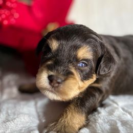 Romeo (Max) - Liver male Miniature Schnauzer puppy in Menifee, California from Moonshine’s Minis