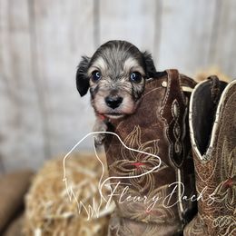 SSJ1-1 - Cream male Dachshund puppy in Martin City, Montana from FleuryDachs