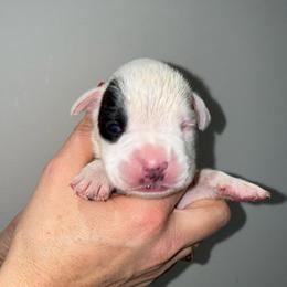 Girl 3 - White female Boxer puppy in Jamesville, New York from Reynolds Homestead Boxers