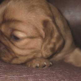 Ginger Snap - Ruby female Cavalier King Charles Spaniel puppy in Franklin, North Carolina from Cavaliers of the County Macon