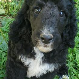 Poodle Puppies from Angel's Star Poodles