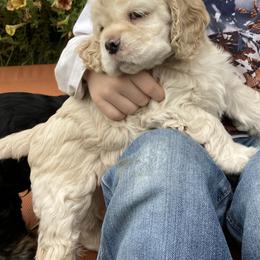 Cocker Spaniel Puppies from Doc's Cockers