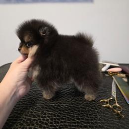 Freya - Black and tan female Pomeranian puppy in Wildersville, Tennessee from RoyalRarity's Poms & Enrichment