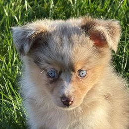Red female - Red merle female Toy Australian Shepherd puppy in Luzerne, Iowa from Rouse's Aussies
