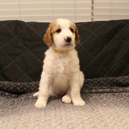 Goldendoodle Puppies from Cali Doodles