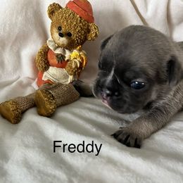 Freddy - Blue fawn male French Bulldog puppy in Jacksonville, North Carolina from Southern Comfort French Bulldogs