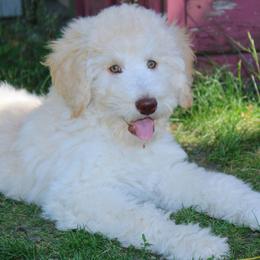 Hera - Cream female Labradoodle puppy in Grants Pass, Oregon from Oregon Valley Doodles