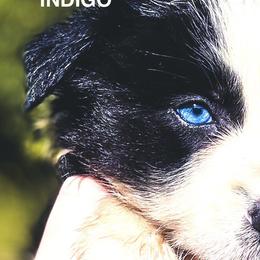 BK PURPLE RAIN (Indigo) - Black and white female Border Collie puppy in Worthington, Indiana from Brilliant Kennels
