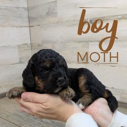 Moth - Phantom male Bernedoodle puppy in Cambridge, Minnesota from Country Meadow Doodles