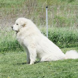 Berlin - Great Pyrenees
