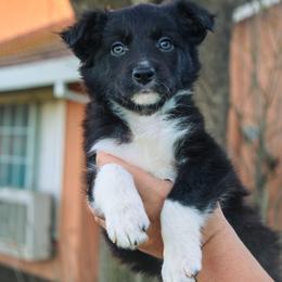 Border Collie and German Shepherd Puppies from Von Guadachi German Shepherds & Audacity Border Collies