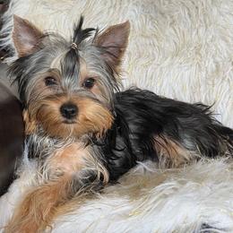 Boy 2 - Blue and gold male Yorkshire Terrier puppy in Darrington, Washington from Seven Cedars Yorkies